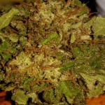 proof-that-marijuana-may-cure-cancer-video-1024w