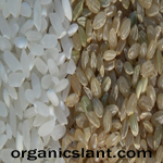 hot-rice-brown-rice-vs-white-rice-radiation-content-150w