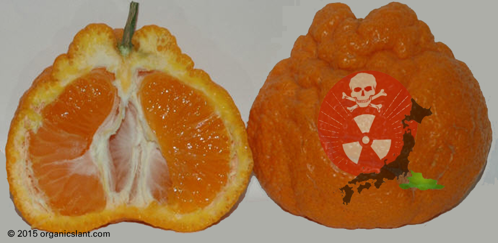 radioactive-cesium-from-fukushima-is-still-being-detected-in-florida-citrus-and-other-plants-mandarin-2