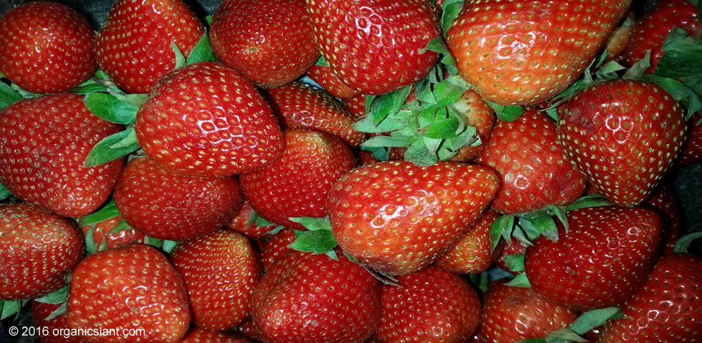 organic-strawberry-farms-produce-more-flavorful-and-nutritious-berries-1024w