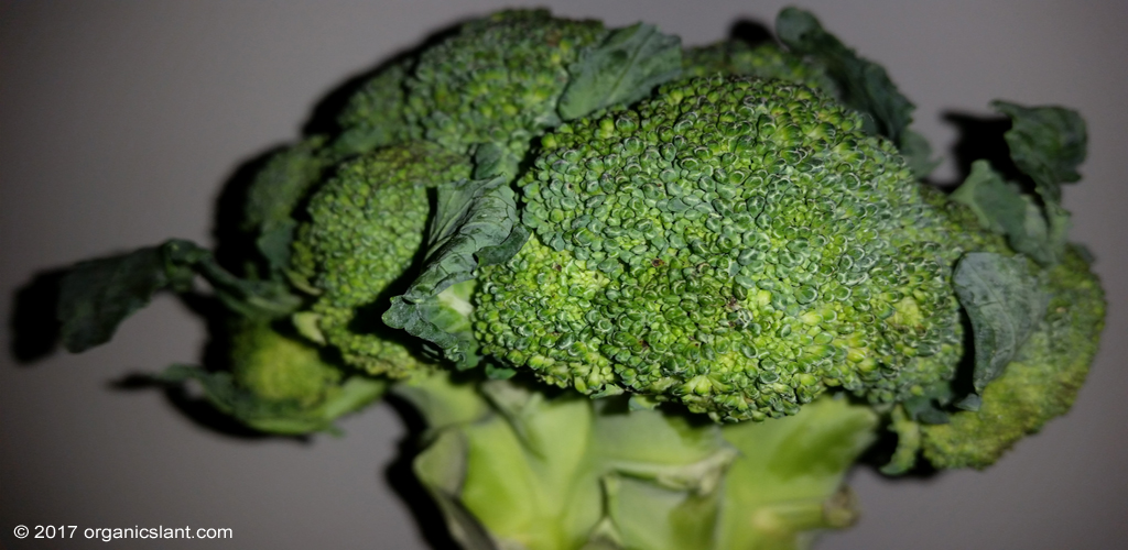 broccoli-may-be-good-for-your-gut-1024w