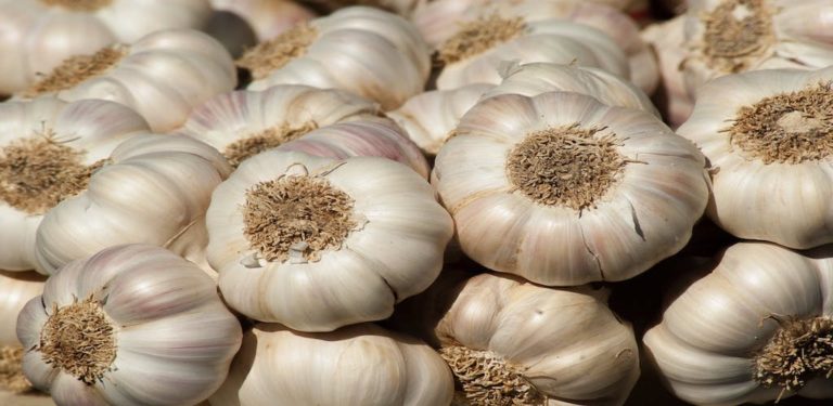 Using garlic to combat antimicrobial resistant urinary tract infections