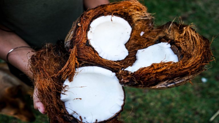 Virgin Coconut Oil And Its Antimicrobial Properties Against Pathogenic ...