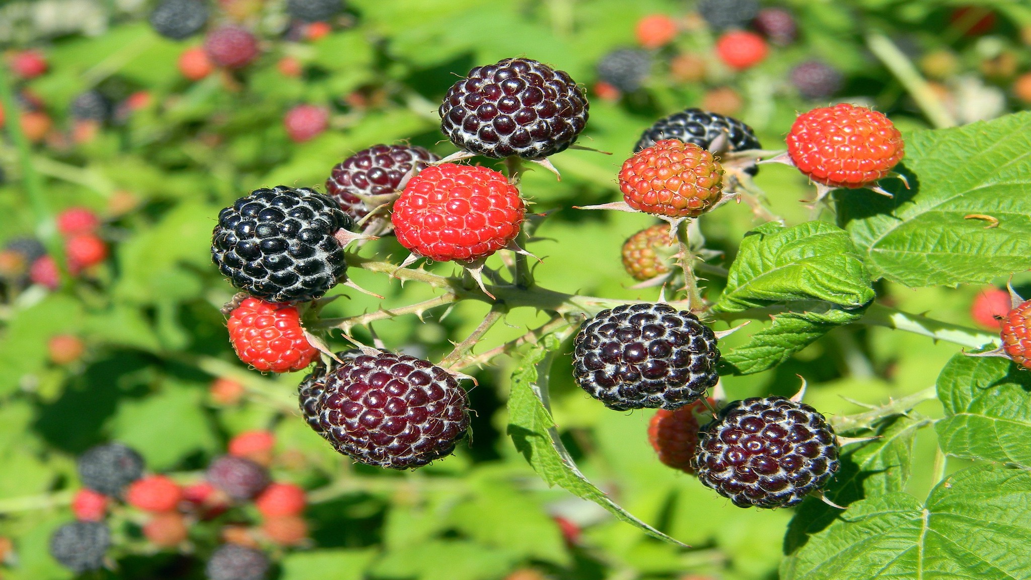 Black raspberries show promise for reducing skin inflammation