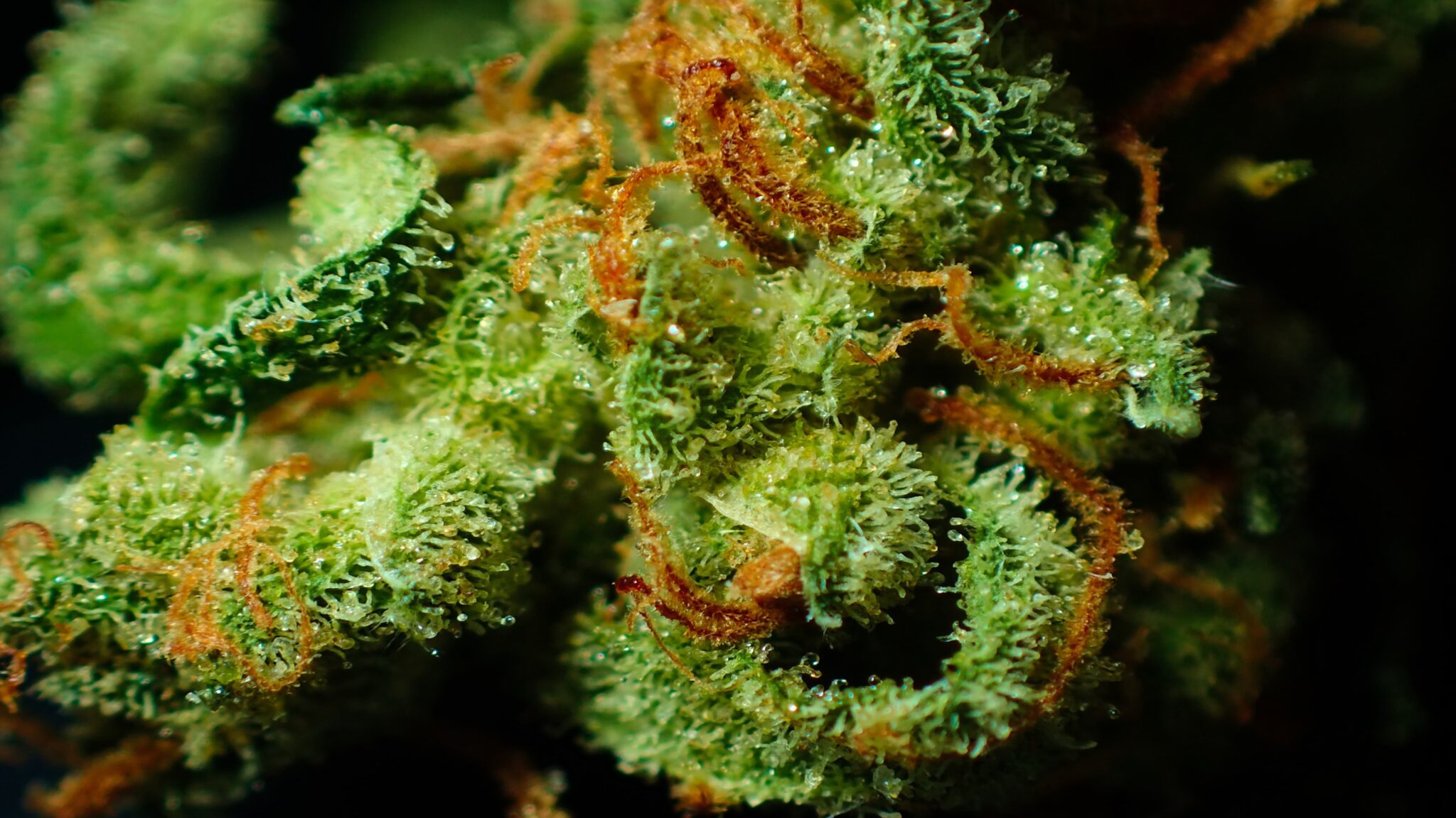 New Research Shows Marijuana THC Stays In Breast Milk For Six Weeks