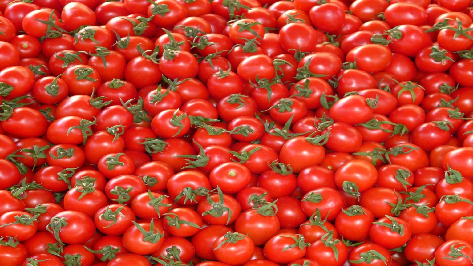 tomato 2 japanese