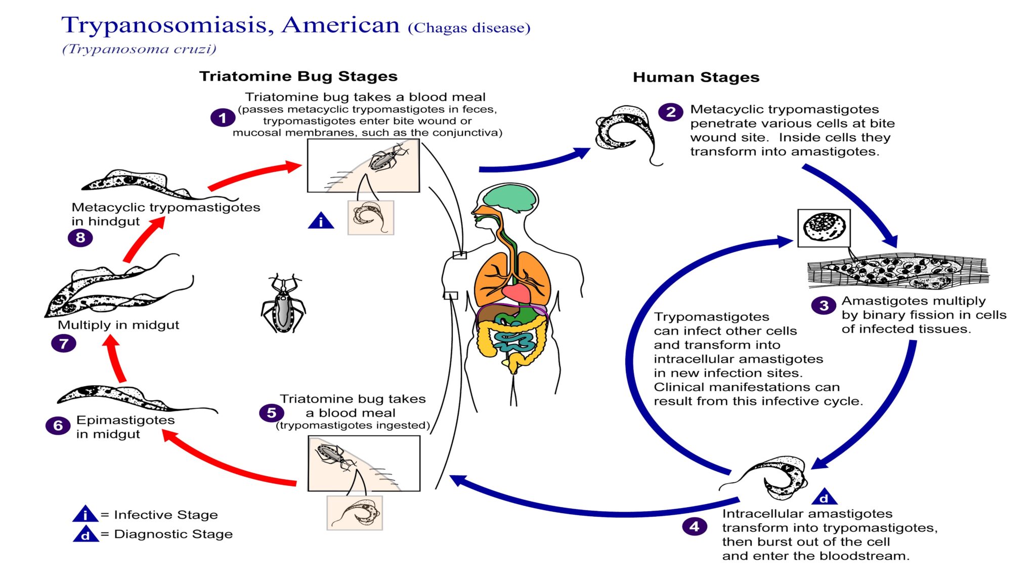 Undiagnosed, undertreated Chagas disease emerging as U.S. public health ...