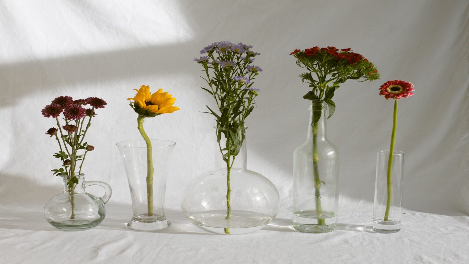 Extending the vase life of cut flowers Pretreatments and
